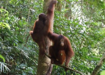 KONSERVASI ORANGUTAN: Ribang, Leon dan Viko Kembali ke Alam Liar    