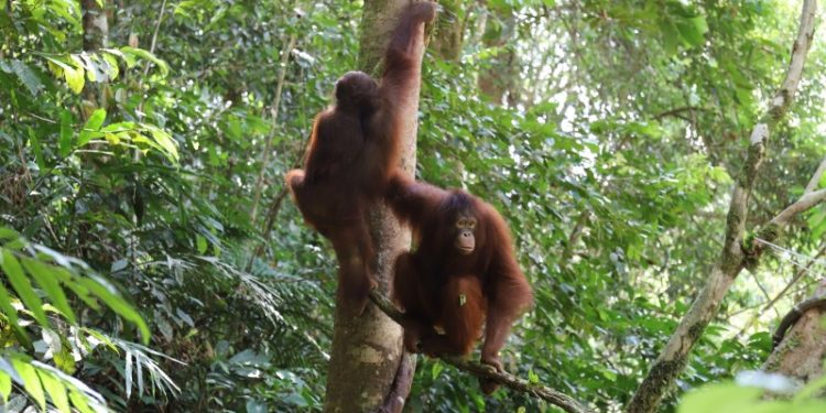 KONSERVASI ORANGUTAN: Ribang, Leon dan Viko Kembali ke Alam Liar    