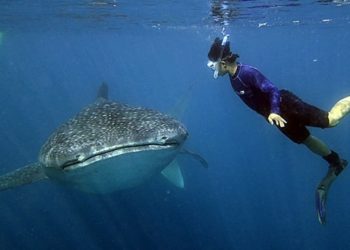 Indonesia Tetapkan Rencana Aksi Nasional Konservasi Hiu Paus