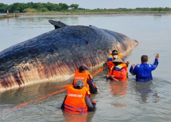 Paus Sperma Berbobot 20 Ton Mati Terdampar di Perairan Cirebon