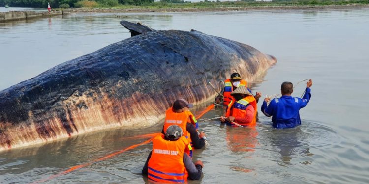 Paus Sperma Berbobot 20 Ton Mati Terdampar di Perairan Cirebon