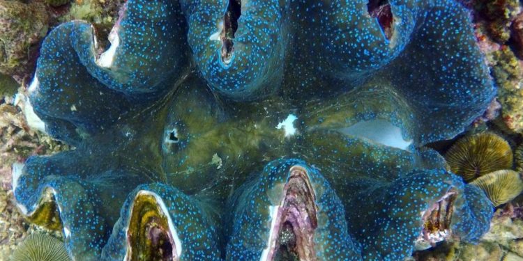 Filipina Sita 200 Ton Cangkang Kerang Raksasa Senilai Rp360 Miliar