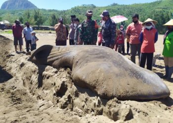 KONSERVASI MEGAFAUNA LAUT: Indonesia Rumuskan 5 Langkah Strategis