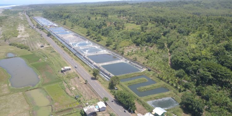 Indonesia Optimalkan Tambak Udang Berkelanjutan sebagai Basis Ekonomi Pesisir