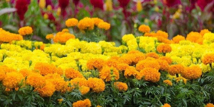 Indonesia Hasilkan Rp70 Miliar Dalam Sehari dari Ekspor Florikultura ke 20 Negara