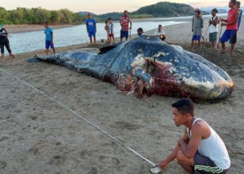 Paus Sperma Berukuran 9,9 Meter Mati Terdampar di Timor Tengah Utara