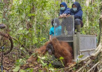 Taman Nasional Gunung Palung, Rumah Bagi Spesies Orangutan