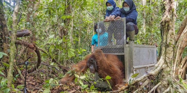 Taman Nasional Gunung Palung, Rumah Bagi Spesies Orangutan