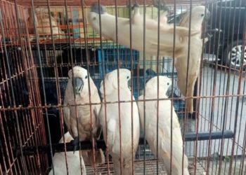 Seorang Pilot Maskapai Penerbangan di Indonesia Selundupkan 180 Burung Dilindungi 