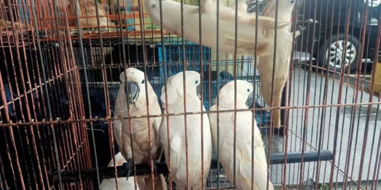 Seorang Pilot Maskapai Penerbangan di Indonesia Selundupkan 180 Burung Dilindungi 