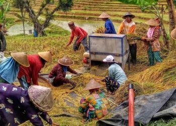 Sektor Agri-Food Indonesia Hadapi Risiko Pemulihan Terbesar di Asia Tenggara