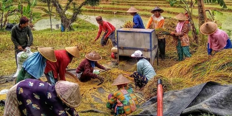 Sektor Agri-Food Indonesia Hadapi Risiko Pemulihan Terbesar di Asia Tenggara