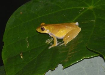 Katak Langka Endemik Ditemukan di Area Perambahan Hutan di Jawa Barat