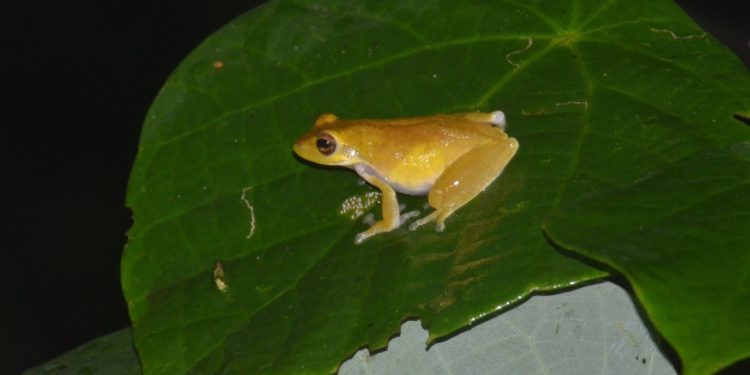 Katak Langka Endemik Ditemukan di Area Perambahan Hutan di Jawa Barat