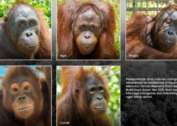 5 Orangutan Dilepasliarkan di Taman Nasional Bukit Baka Bukit Raya