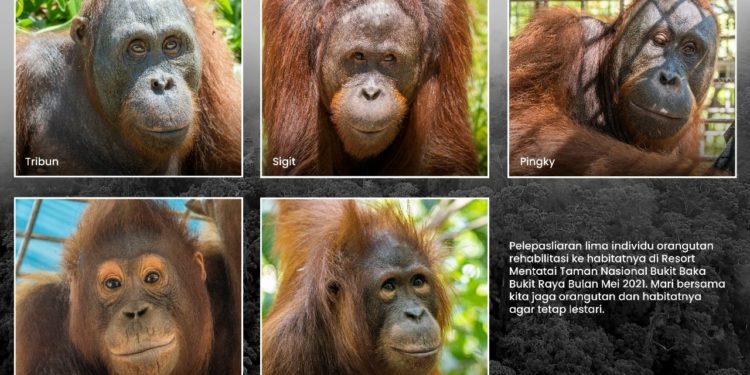 5 Orangutan Dilepasliarkan di Taman Nasional Bukit Baka Bukit Raya