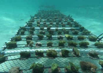Coral Stock Center, Aksi Nyata Indonesia dalam Konservasi Laut