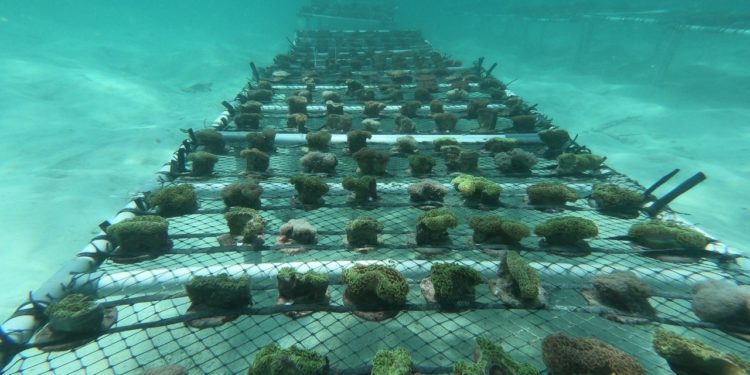 Coral Stock Center, Aksi Nyata Indonesia dalam Konservasi Laut