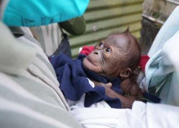 KONSERVASI SATWA: Kelahiran Bayi Orangutan Menambah Koleksi GL Zoo
