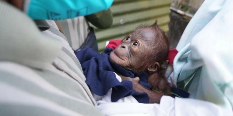 KONSERVASI SATWA: Kelahiran Bayi Orangutan Menambah Koleksi GL Zoo