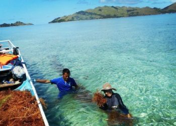 Saatnya Rumput Laut Indonesia Kuasai Pasar Global