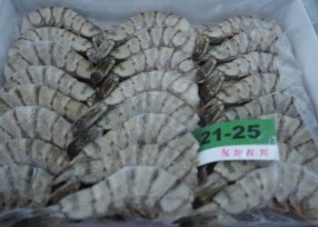 Ekspor India Turun, Indonesia Peluang Kuasai Pasar Udang di AS
