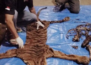 Nasib Harimau Sumatera: Mereka Diburu, Dibunuh dan Diperdagangkan di Pasar Gelap