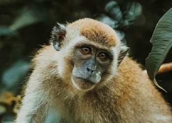 Terinfeksi Virus Monyet, Dokter di China Tewas