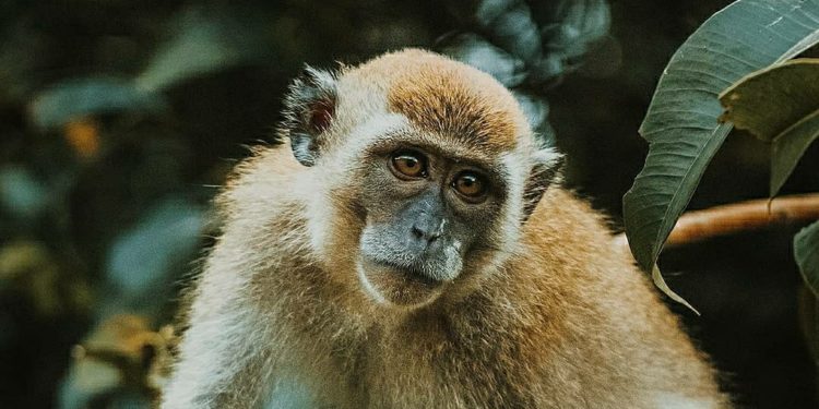 Terinfeksi Virus Monyet, Dokter di China Tewas