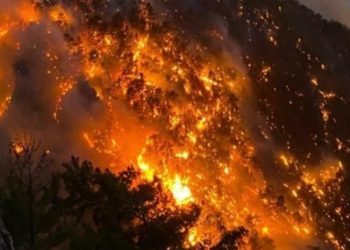 Turki Umumkan Status Bencana Nasional Kebakaran Hutan