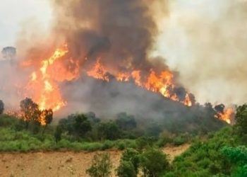 Bencana Kebakaran Hutan di Aljazair, Puluhan Orang Tewas