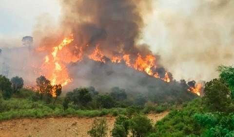 Bencana Kebakaran Hutan di Aljazair, Puluhan Orang Tewas