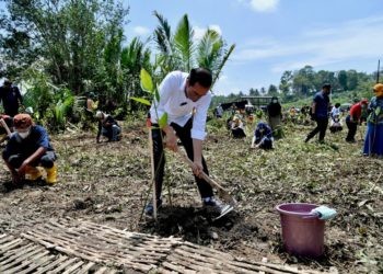 CLIMATE ACTION: Indonesia Mulai Rehabilitasi Mangrove di seluruh Wilayah Pesisir