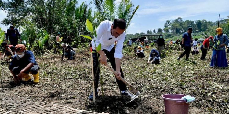 CLIMATE ACTION: Indonesia Mulai Rehabilitasi Mangrove di seluruh Wilayah Pesisir