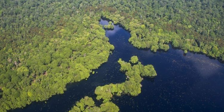 Indonesia Akhiri Kerjasama Proyek REDD+ dengan Norwegia