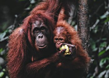 Puluhan Orangutan di Malaysia Jalani Tes Swab Covid-19