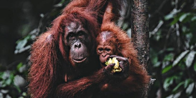 Puluhan Orangutan di Malaysia Jalani Tes Swab Covid-19