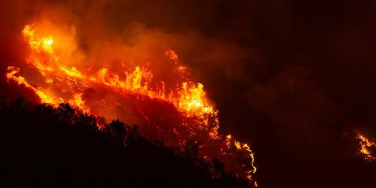 Ribuan Pohon Sequoia Terancam Punah Akibat Kebakaran Hutan di California