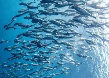 FAO Siap Galang Negara Donor Dukung Ekonomi Biru di Indonesia