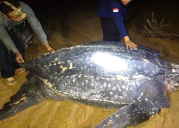 Fenomena Langka, Penyu Terbesar di Dunia Muncul di Kalimantan Barat