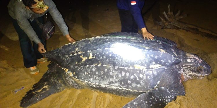 Fenomena Langka, Penyu Terbesar di Dunia Muncul di Kalimantan Barat