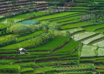 Krisis Pangan Melanda Dunia, Indonesia Paparkan 3 Strategi di Markas PBB