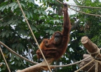 Indonesia Apresiasi TM Hagenbeck yang Rawat 2 Bayi Orangutan Sumatera