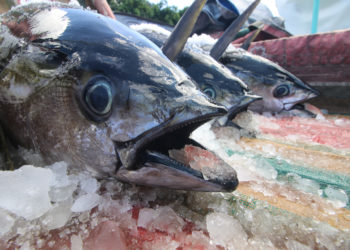 Indonesia Luncurkan Diva Tuna, Pusat Data Penangkap Ikan Tuna di ZEEI