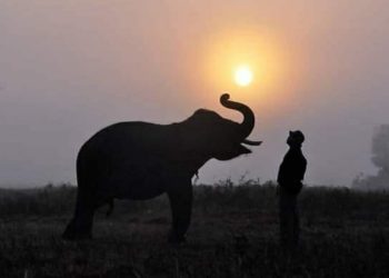 HARI SATWA SEDUNIA: Gajah di Indonesia Kian Terancam Punah