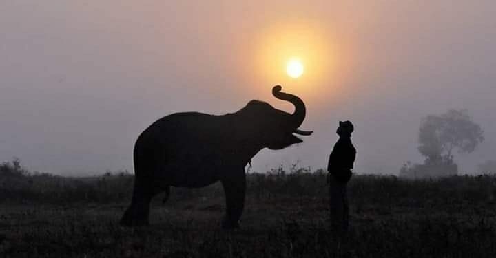 HARI SATWA SEDUNIA: Gajah di Indonesia Kian Terancam Punah