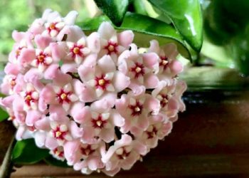 25 Persen Populasi Hoya di Dunia ada di Indonesia