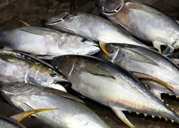 Indonesia Ekspor 27 Ton Ikan Tuna Sirip Kuning ke Vietnam dari Pelabuhan Benoa