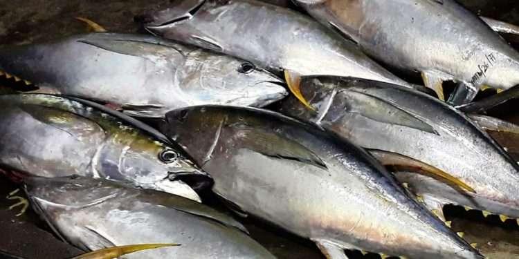 Indonesia Ekspor 27 Ton Ikan Tuna Sirip Kuning ke Vietnam dari Pelabuhan Benoa