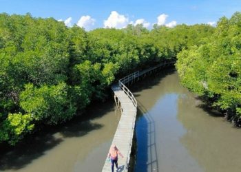 Bali Jadi Percontohan Konservasi Mangrove di Indonesia